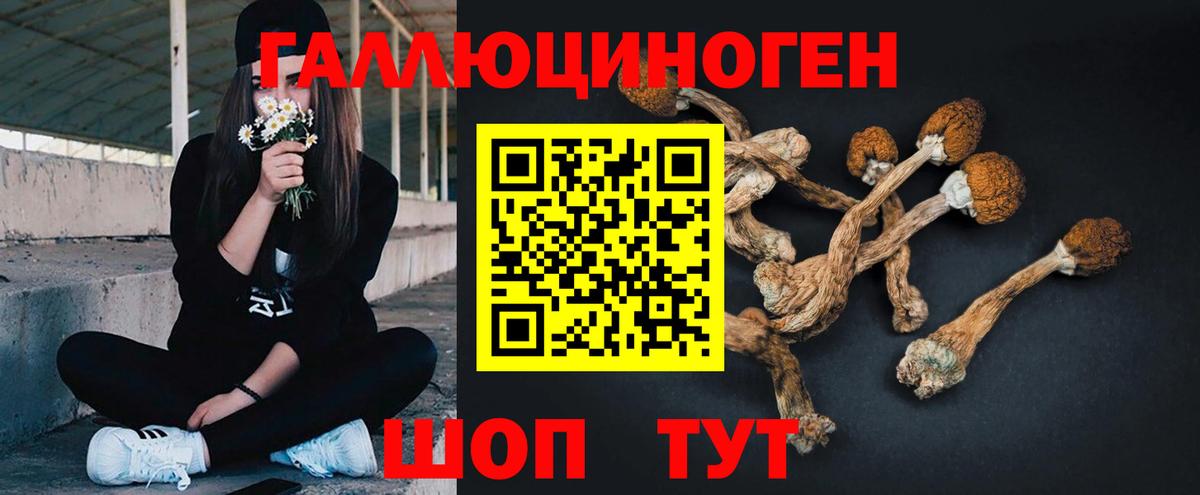 Псилоцибиновые грибы Psilocybe  Вход с VPN  Сосновый Бор 